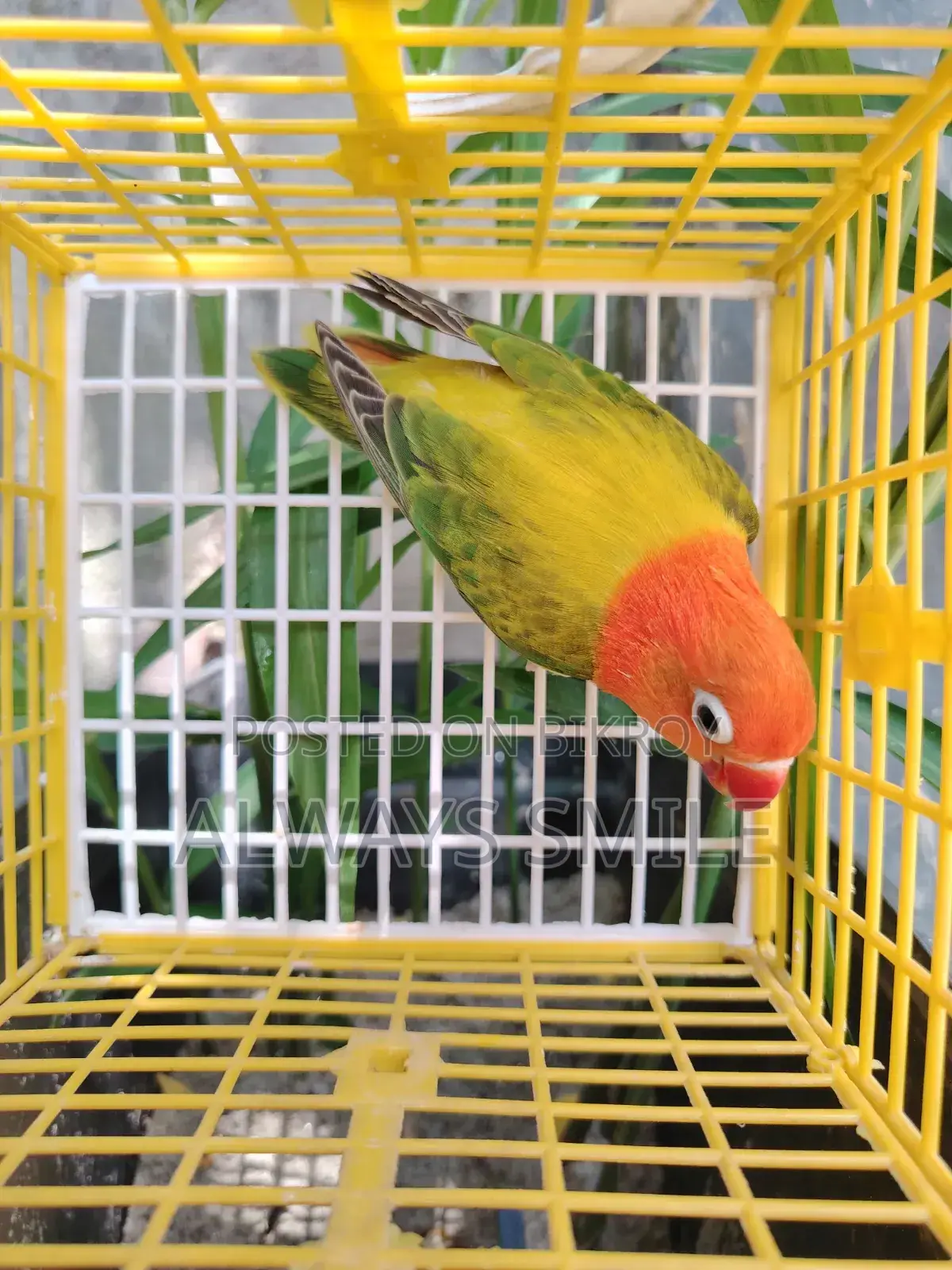 Green Euwing Opaline Female