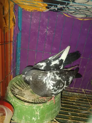 রামপুরি কবুতর