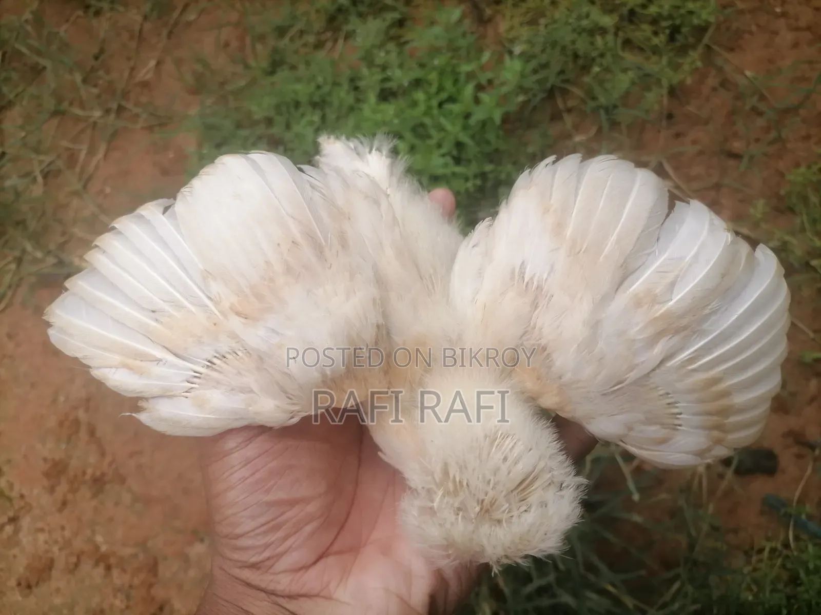 বাপ পলিশকেপ