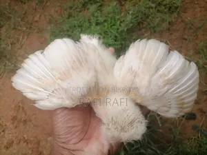 বাপ পলিশকেপ