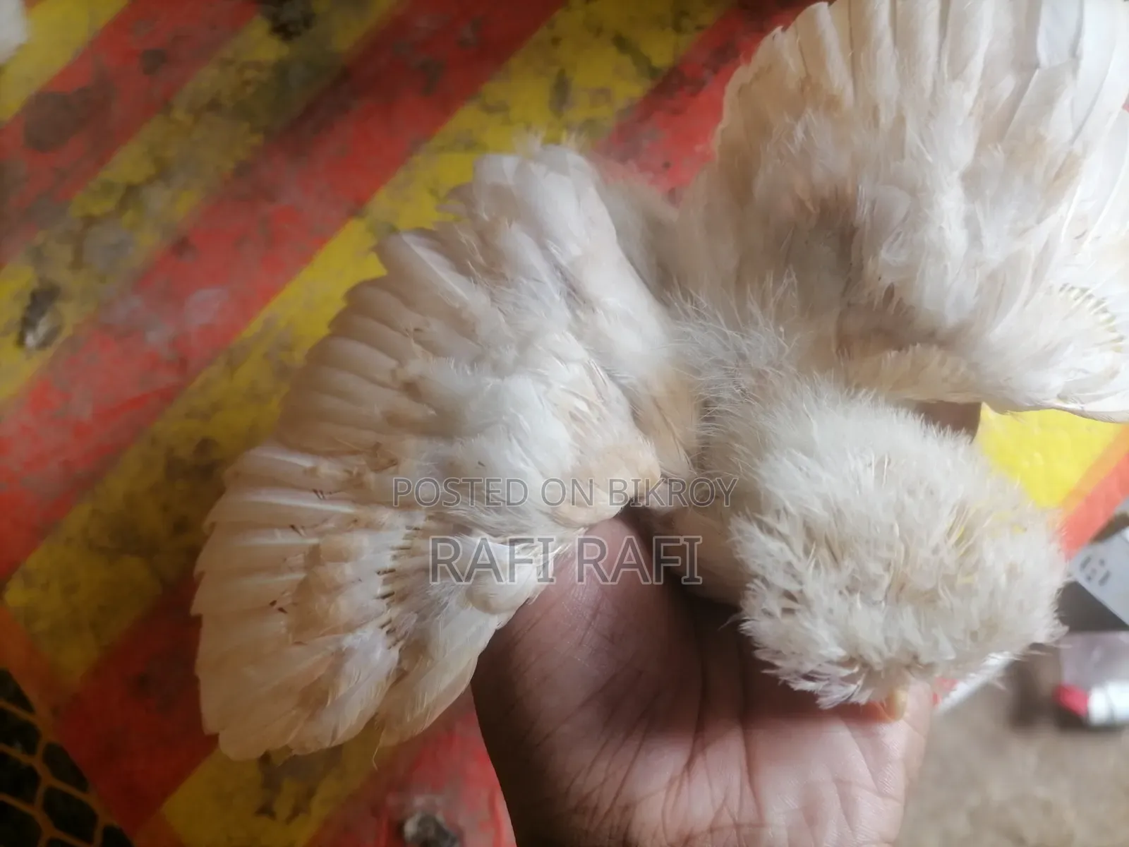 বাপ পলিশকেপ