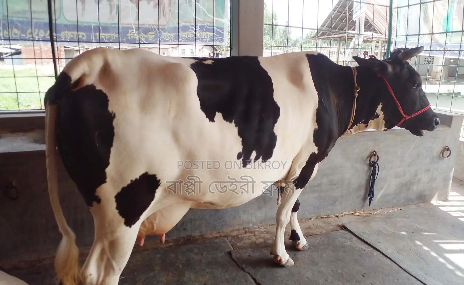 High-yield cow number 1346 for sale.