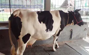 High-yield cow number 1346 for sale.