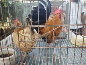 সট সেরেমা জোড়া