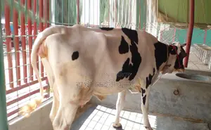 ১৩৪৭ নং গাভী কিনুন ভালো জাতের ।