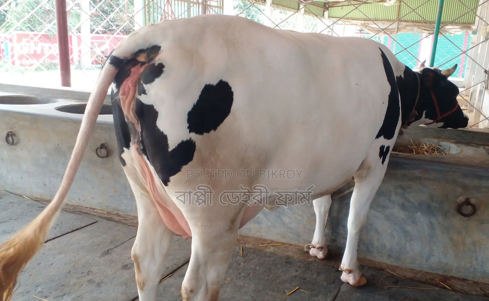 No. 1348 Buy a cow without hesitation.