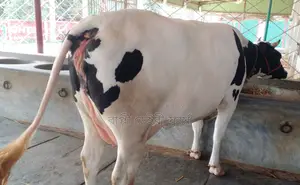 No. 1348 Buy a cow without hesitation.