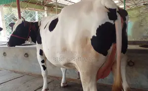 No. 1348 Buy a cow without hesitation.