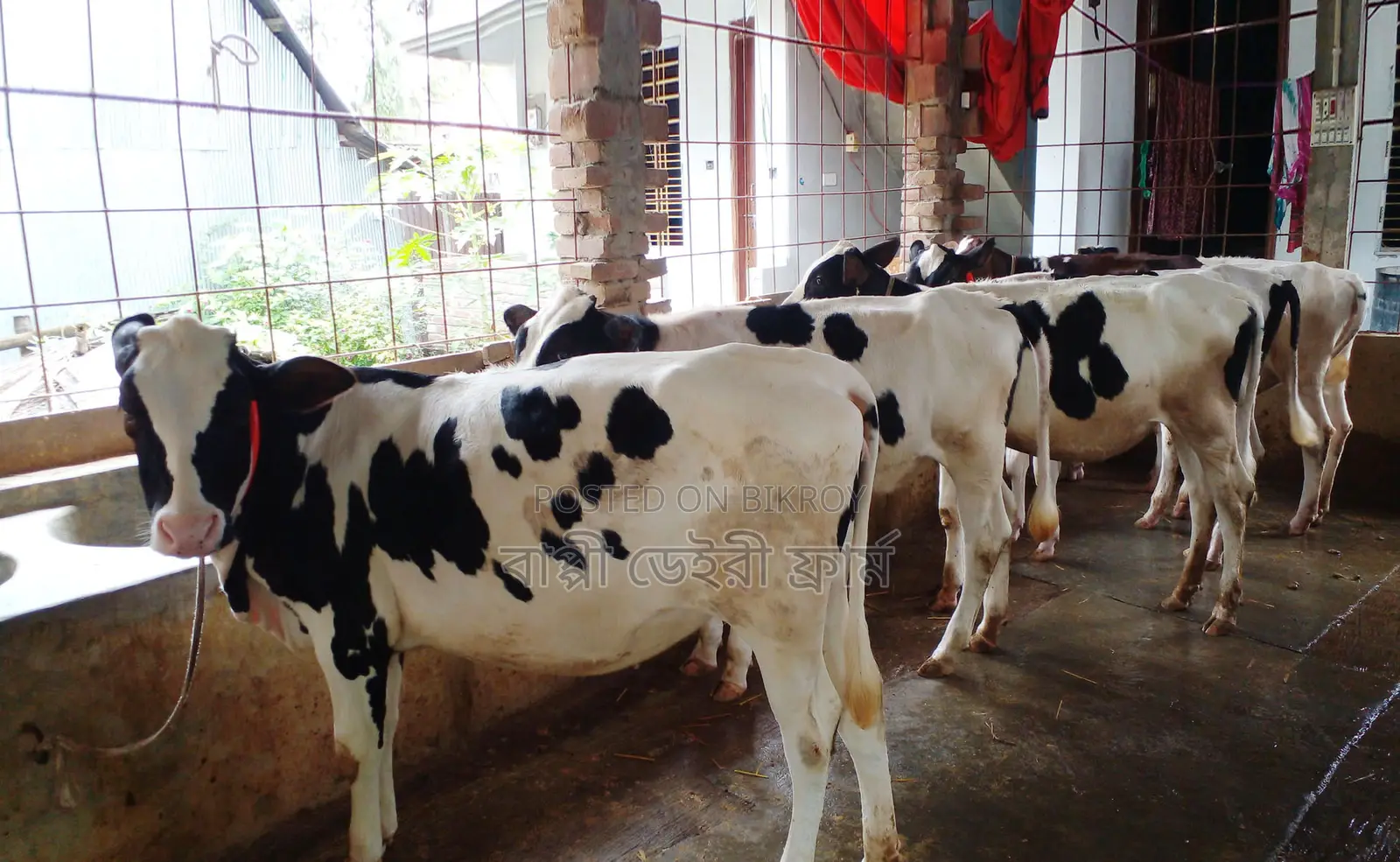 সাশ্রয়ী মূল্যে ৫টি বকনা বাছুর কিনুন