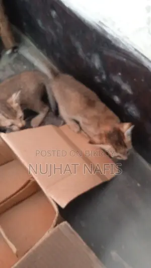1-3 Months Female Mixed Breed Bengal