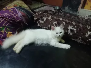3-6 Months Female Purebred Persian Cat