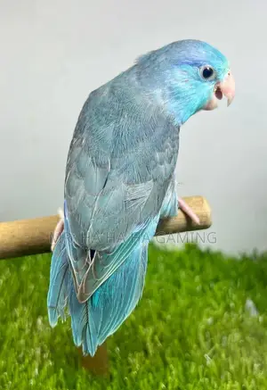 Adult Male Forpus .Blue Split Ino