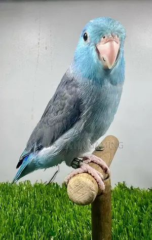 Adult Male Forpus .Blue Split Ino