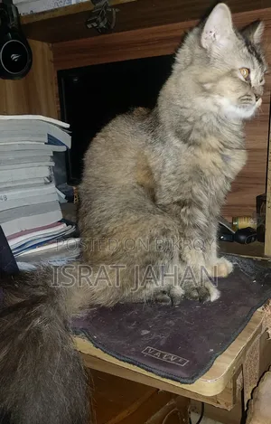 6-12 Months Female Mixed Breed Persian