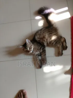 3-6 Months Female Mixed Breed Persian