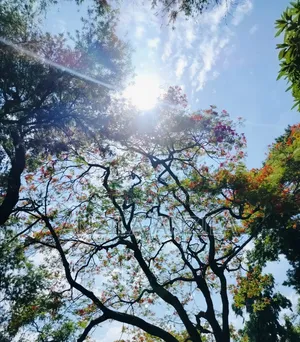 অনলাইন চাকরির জন্য সিভি তৈরি করুন