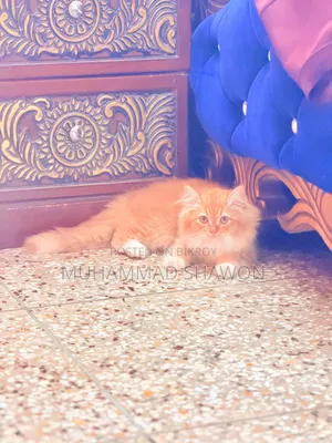 3-6 Months Female Purebred Persian