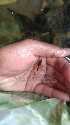 Black Moscow Guppy Fish High Quality Urgent Sell