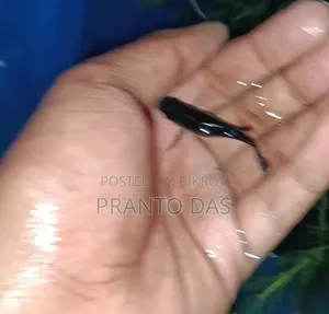 Black Moontel Moly Brud Size