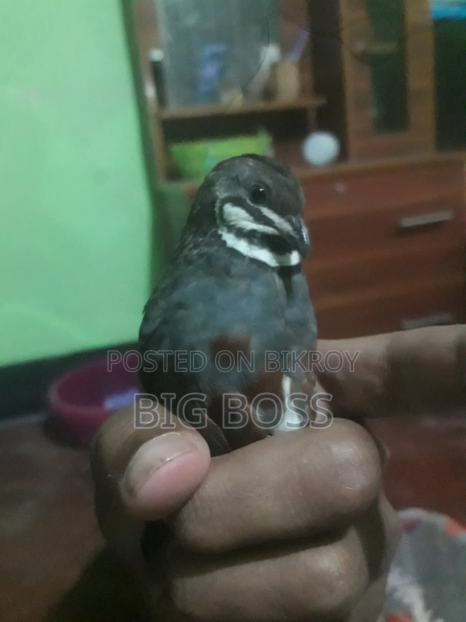 Running King Quail