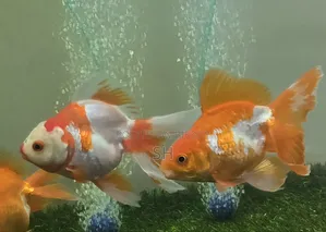 Ruiking Gold Fish