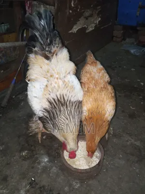আমেরিকান ব্রাহমা