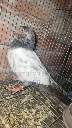 কামাগার কবুতর
