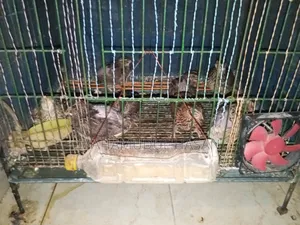 Running egg-laying quail birds for sale.