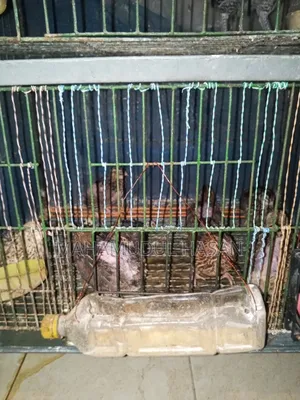 Running egg-laying quail birds for sale.