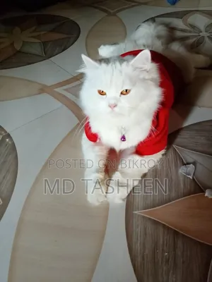 1+ Year Female Purebred Persian