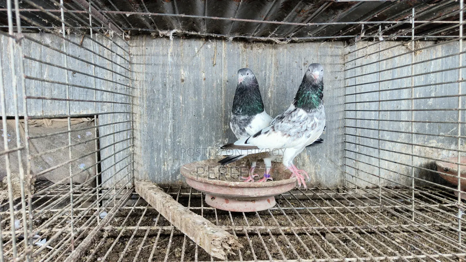কাচুরি, লাল চোখ, রেড আই, সাকি, সালেড়া পাকিস্তান কামাগার
