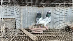 কাচুরি, লাল চোখ, রেড আই, সাকি, সালেড়া পাকিস্তান কামাগার