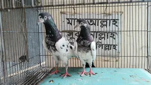 কাচুরি, লাল চোখ, রেড আই, সাকি, সালেড়া পাকিস্তান কামাগার