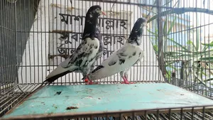 Katchuri, Lal Chock, Red Eye, Saki, Salera Pakistan Kamagar