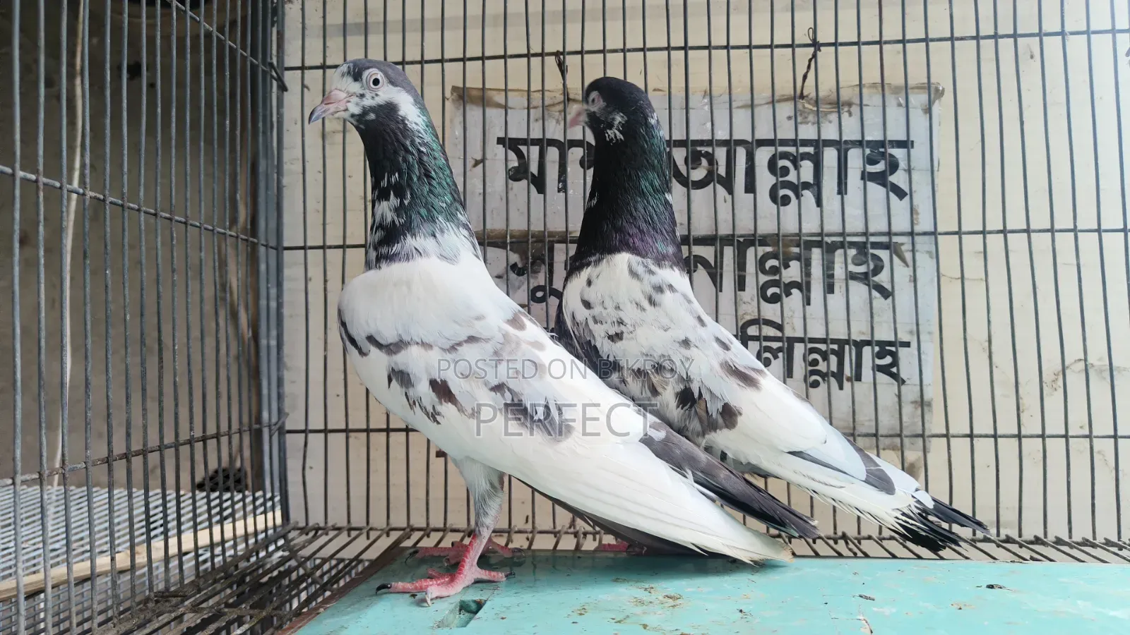 কাচুরি, লাল চোখ, রেড আই, সাকি, সালেড়া পাকিস্তান কামাগার