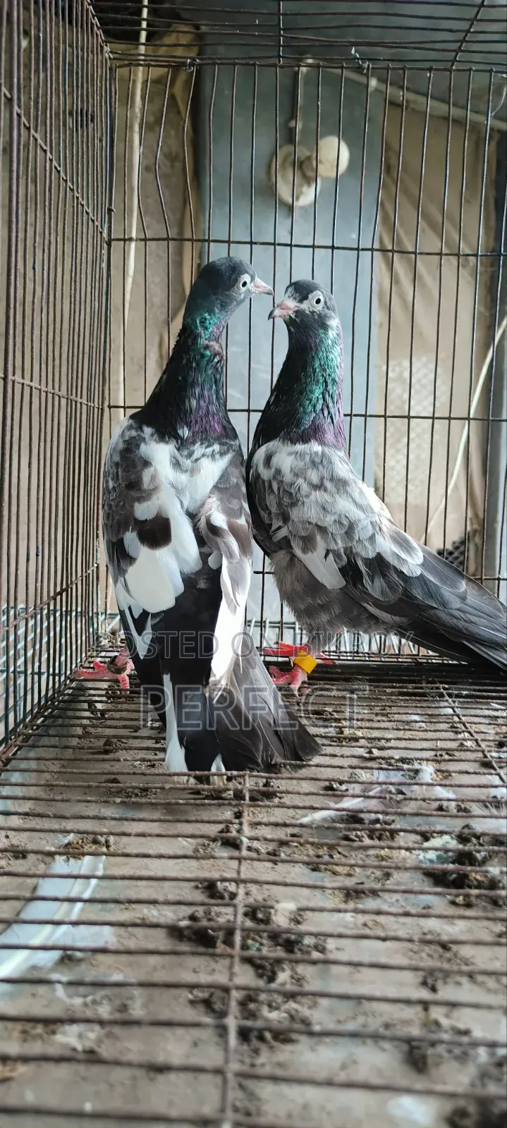 কাচুরি, লাল চোখ, রেড আই, সাকি, সালেড়া পাকিস্তান কামাগার