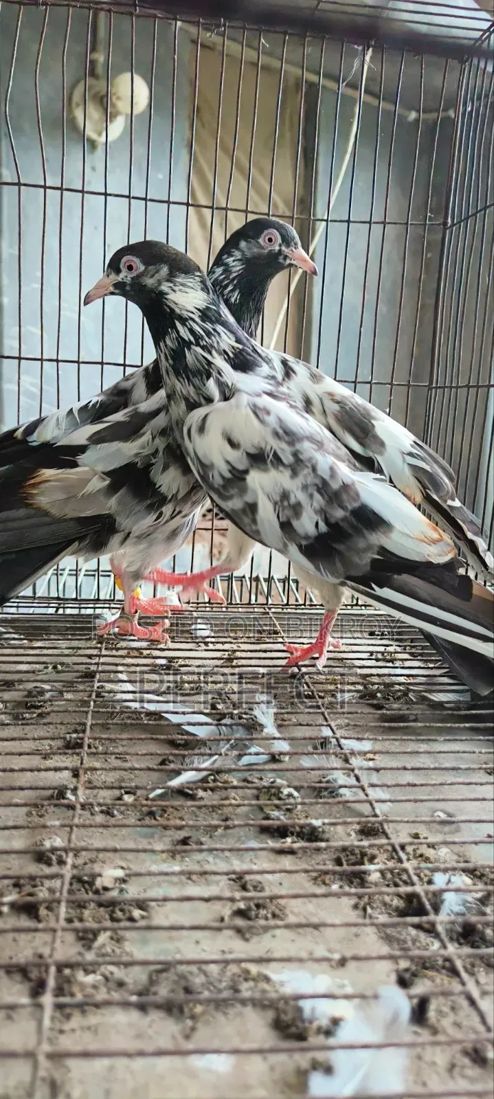 কাচুরি, লাল চোখ, রেড আই, সাকি, সালেড়া পাকিস্তান কামাগার