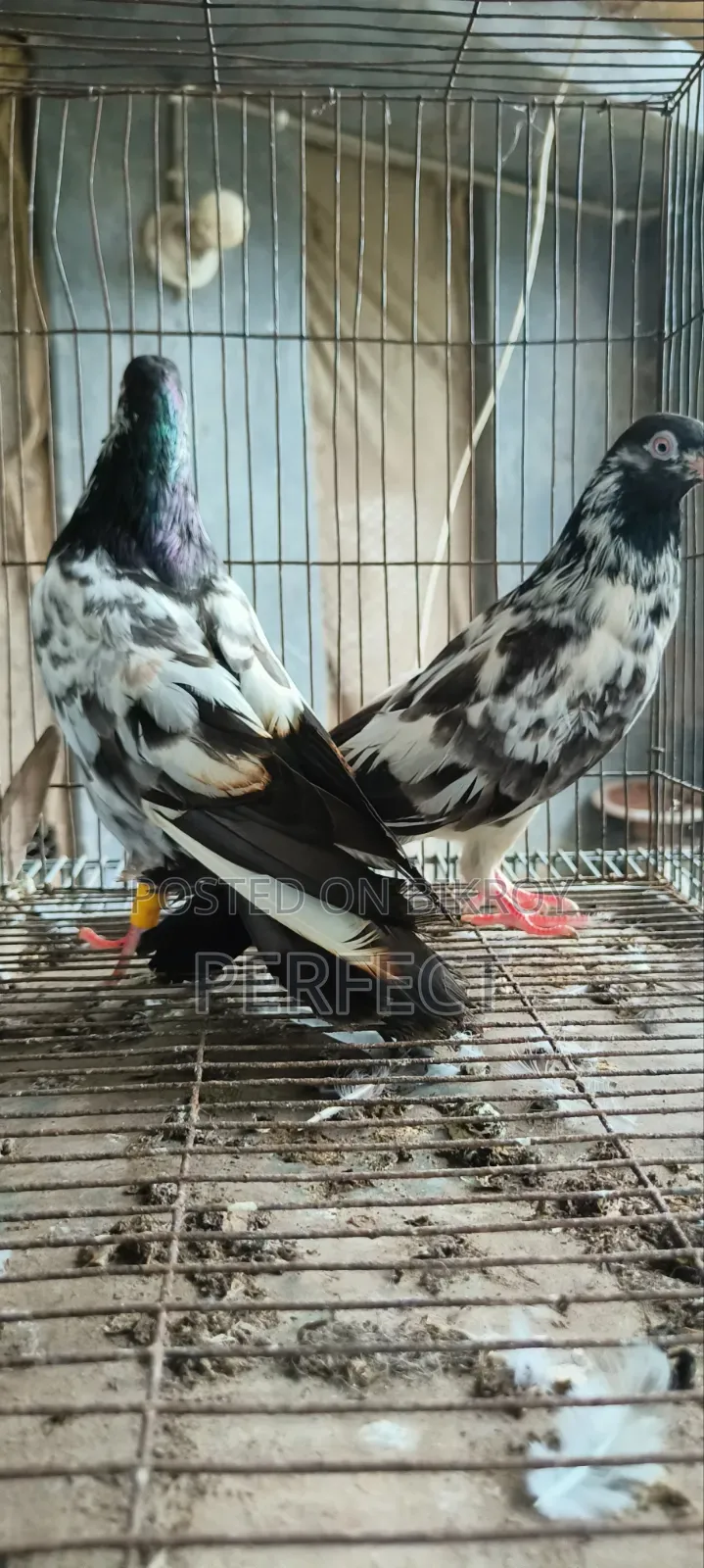 কাচুরি, লাল চোখ, রেড আই, সাকি, সালেড়া পাকিস্তান কামাগার