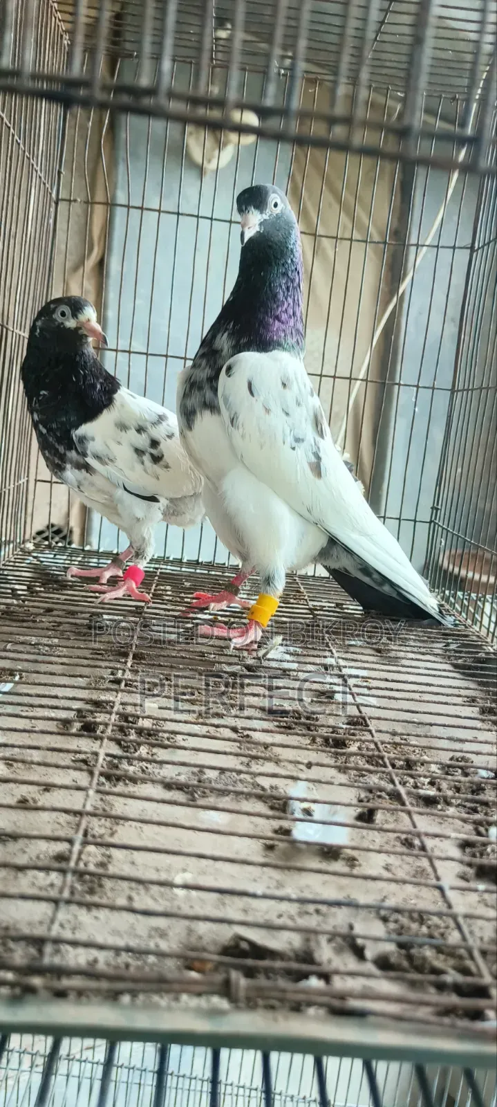 কাচুরি, লাল চোখ, রেড আই, সাকি, সালেড়া পাকিস্তান কামাগার