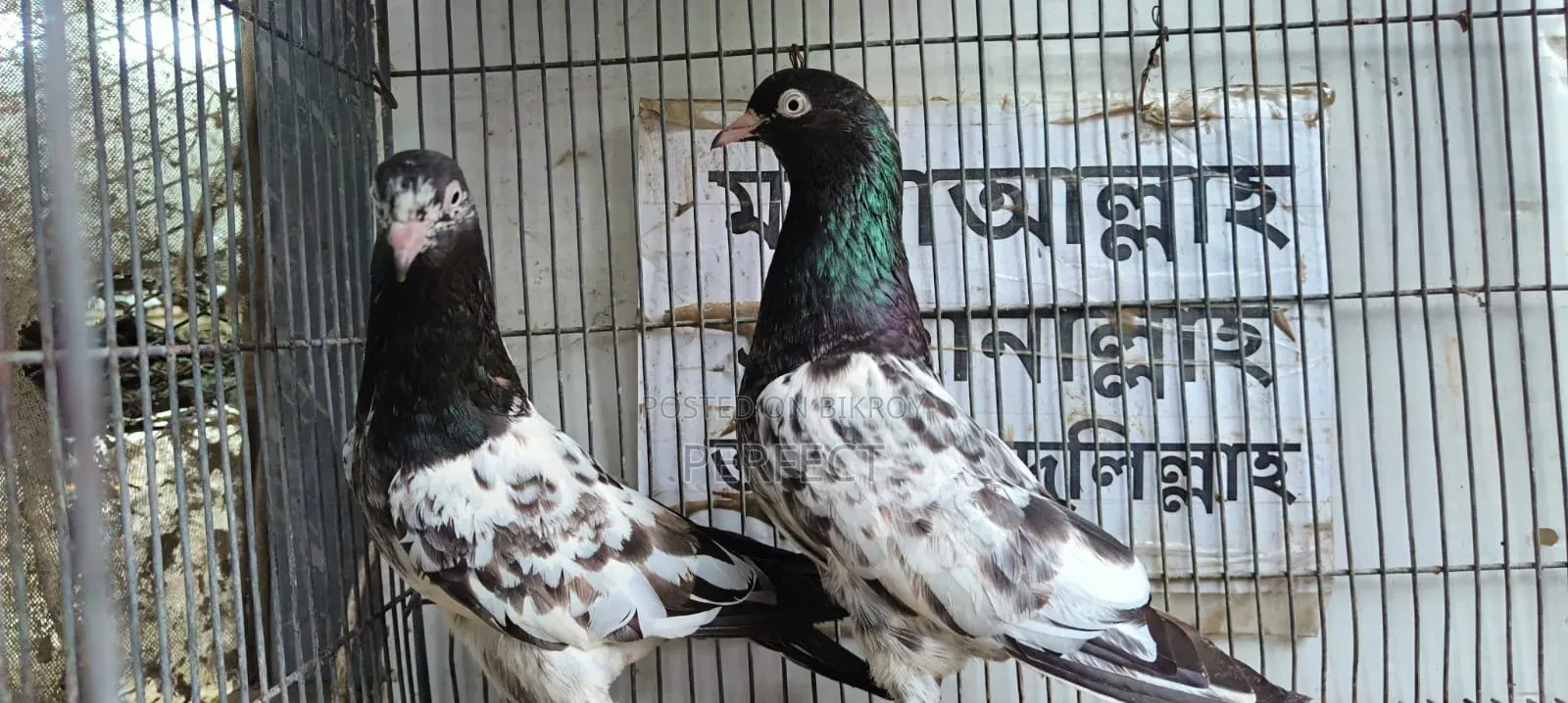 কাচুরি, লাল চোখ, রেড আই, সাকি, সালেড়া পাকিস্তান কামাগার