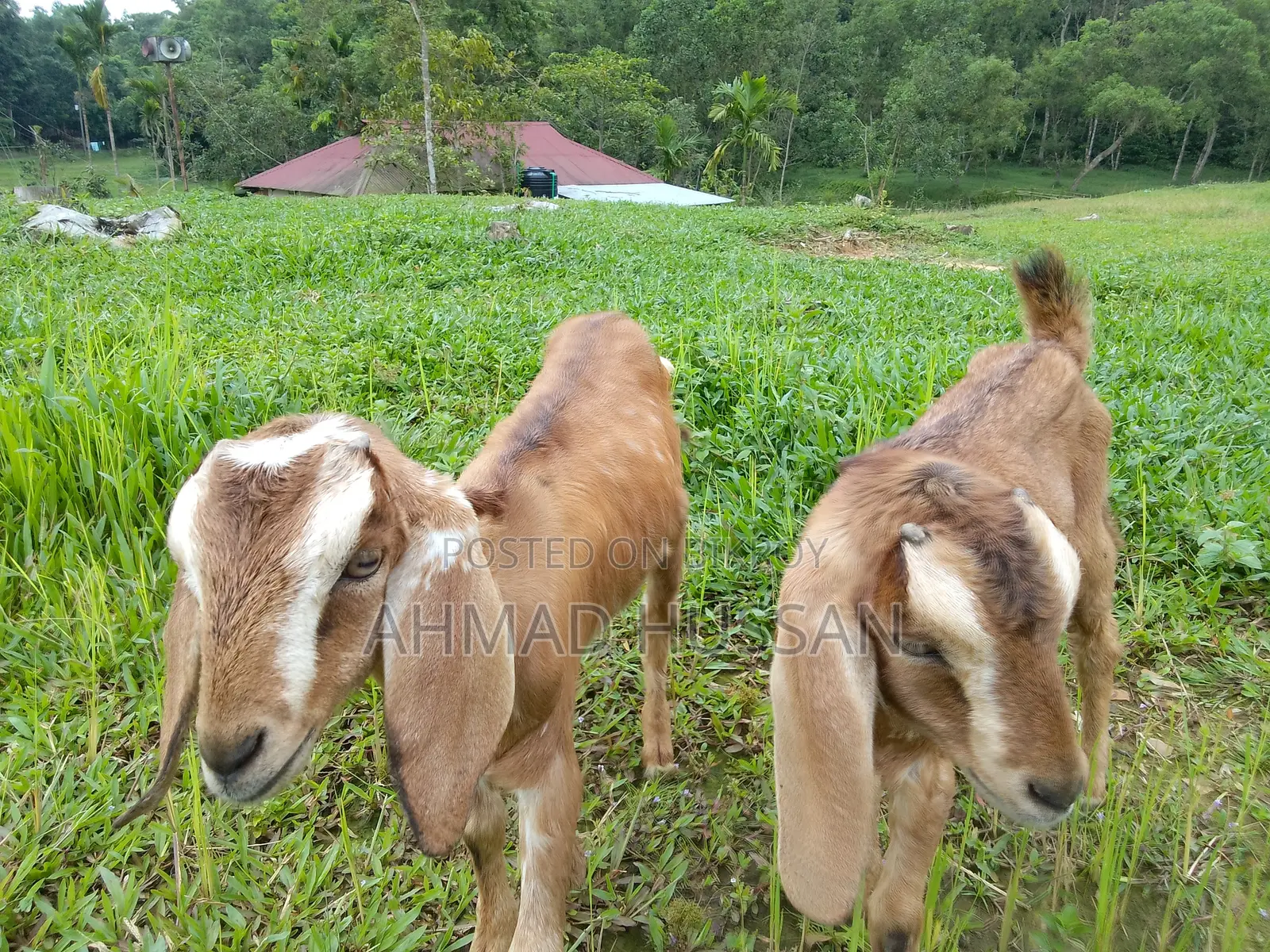 বিশুদ্ধ উন্নত জাতের ২টি খাসি বাচ্চা বিক্রয় হবে