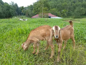 বিশুদ্ধ উন্নত জাতের ২টি খাসি বাচ্চা বিক্রয় হবে
