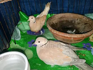 Australian Dove: Full Running Master Pair