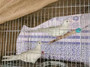 Australian Dove: Full Running Master Pair
