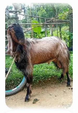 “Breeding Goat | বরবরী জাতের ব্রিডার (পাঠা) | ৪২ কেজিপ্রায় |