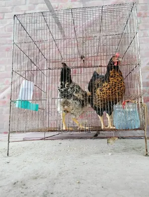 পশু পাখির খাঁচা