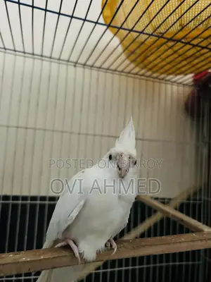 Albino Cockatiel
