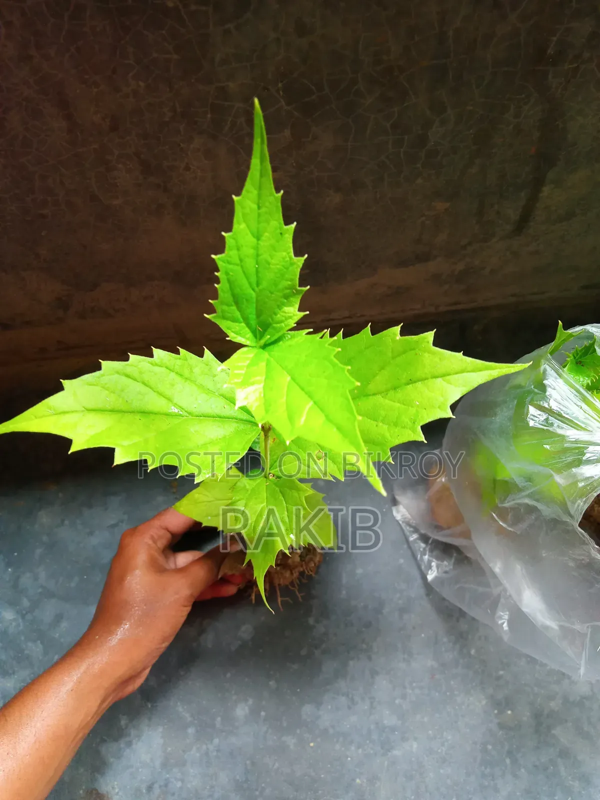 শিউলি ফুল গাছ