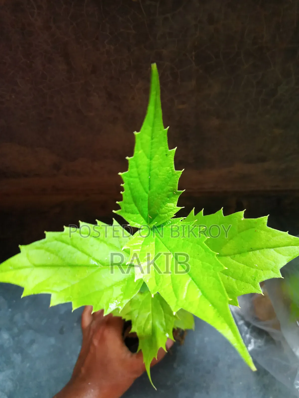 শিউলি ফুল গাছ