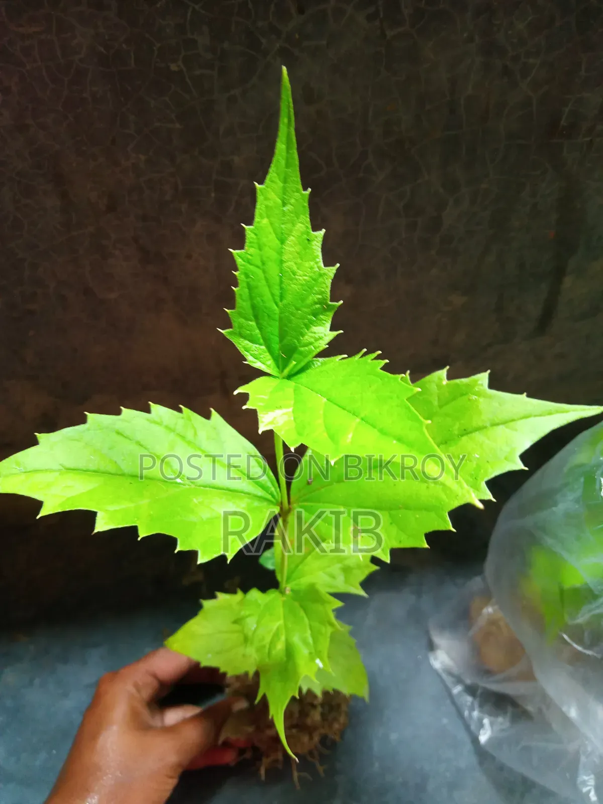 শিউলি ফুল গাছ